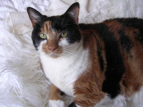 Picture of a cat / kitten / feline