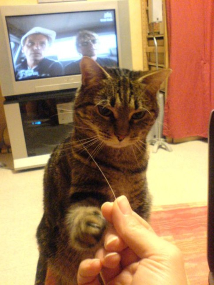 Picture of a cat / kitten / feline