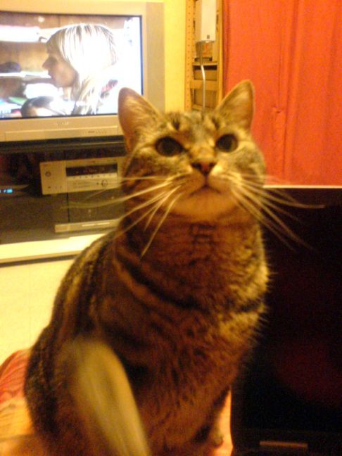 Picture of a cat / kitten / feline