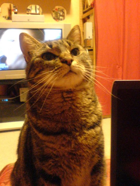 Picture of a cat / kitten / feline