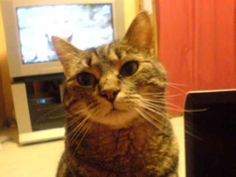 Picture of a cat / kitten / feline