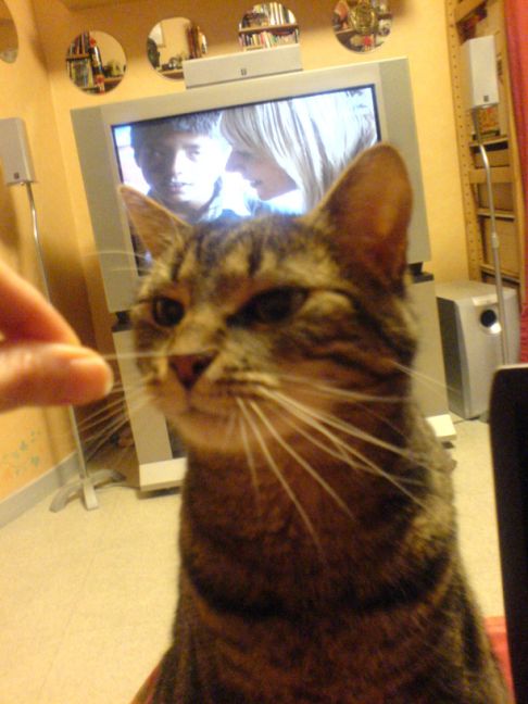 Picture of a cat / kitten / feline