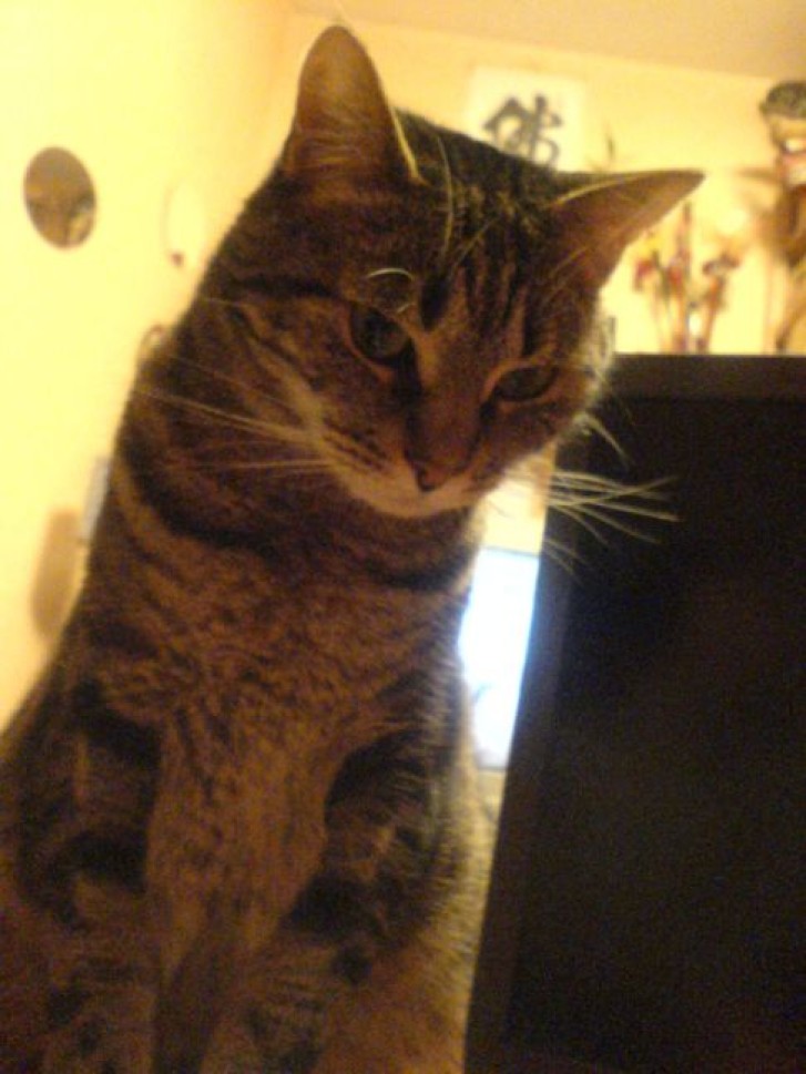 Picture of a cat / kitten / feline