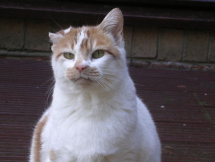 Picture of a cat / kitten / feline