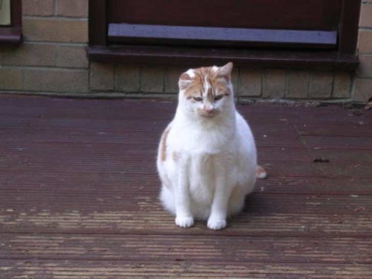 Picture of a cat / kitten / feline