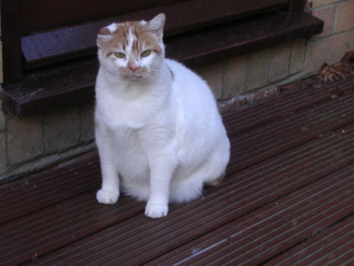 Picture of a cat / kitten / feline