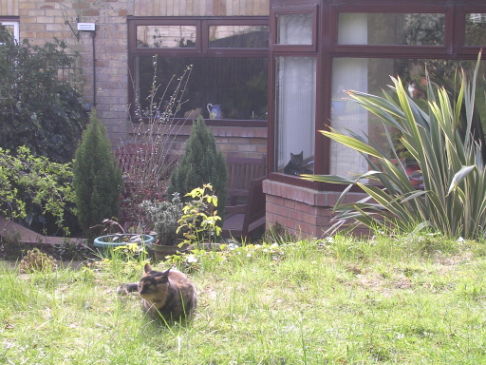 Picture of a cat / kitten / feline