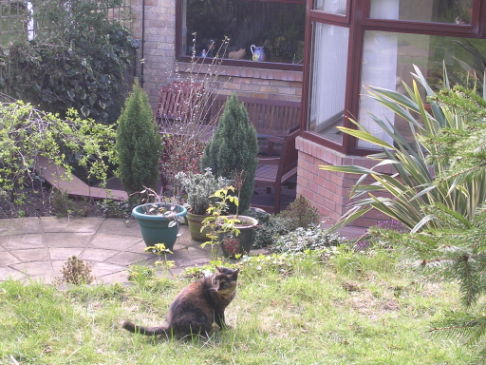 Picture of a cat / kitten / feline