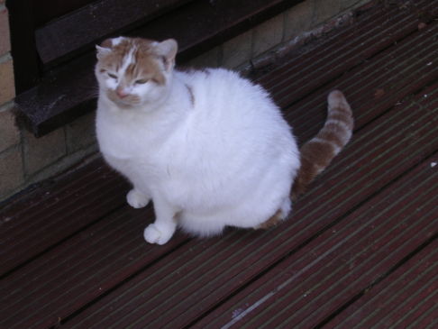 Picture of a cat / kitten / feline