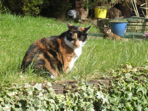 Picture of a cat / kitten / feline