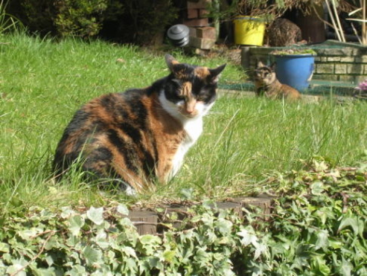 Picture of a cat / kitten / feline