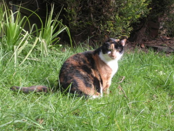 Picture of a cat / kitten / feline