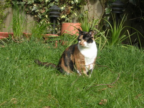 Picture of a cat / kitten / feline