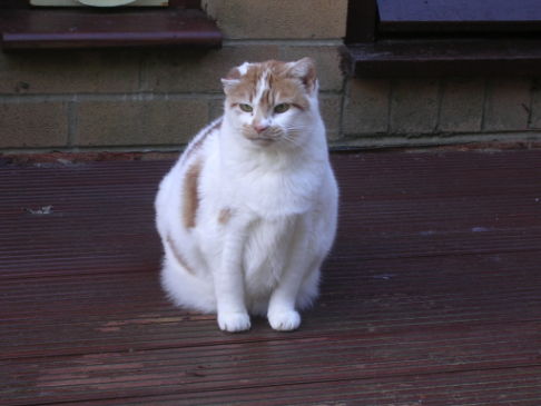 Picture of a cat / kitten / feline