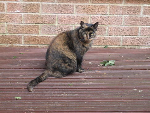 Picture of a cat / kitten / feline