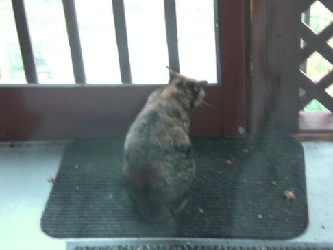 Picture of a cat / kitten / feline