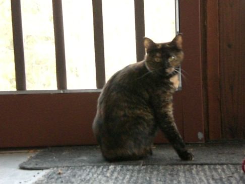 Picture of a cat / kitten / feline