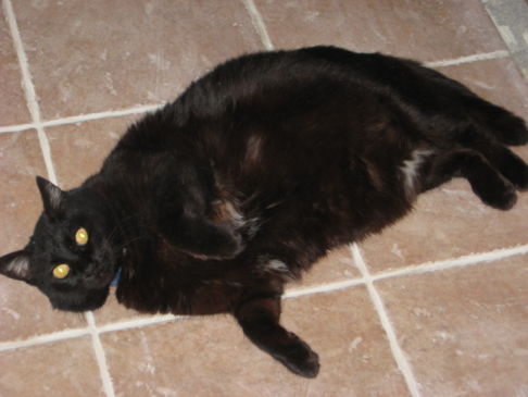 Picture of a cat / kitten / feline