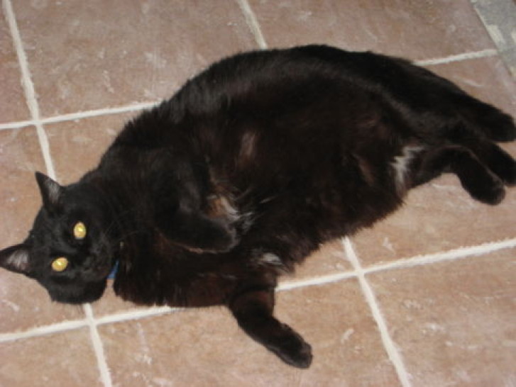 Picture of a cat / kitten / feline