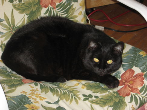 Picture of a cat / kitten / feline