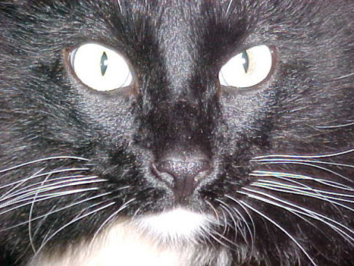 Picture of a cat / kitten / feline