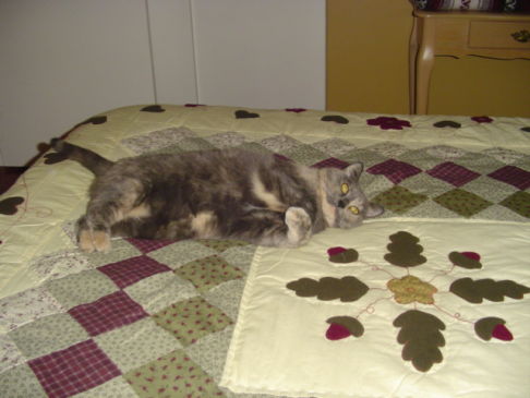 Picture of a cat / kitten / feline