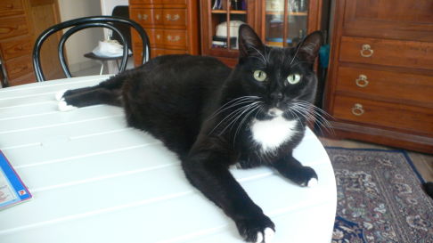 Picture of a cat / kitten / feline