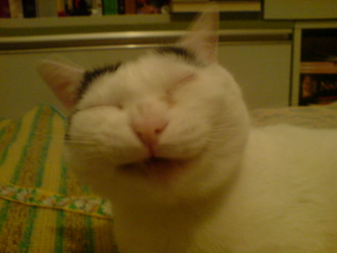 Picture of a cat / kitten / feline