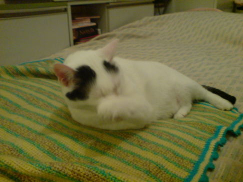 Picture of a cat / kitten / feline