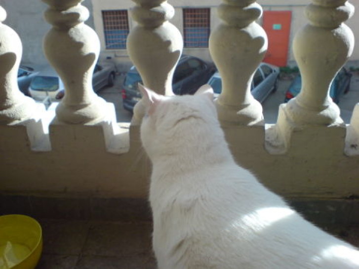 Picture of a cat / kitten / feline