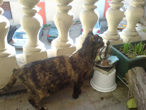 Picture of a cat / kitten / feline