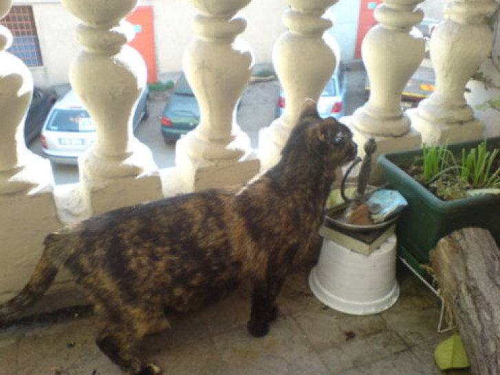 Picture of a cat / kitten / feline