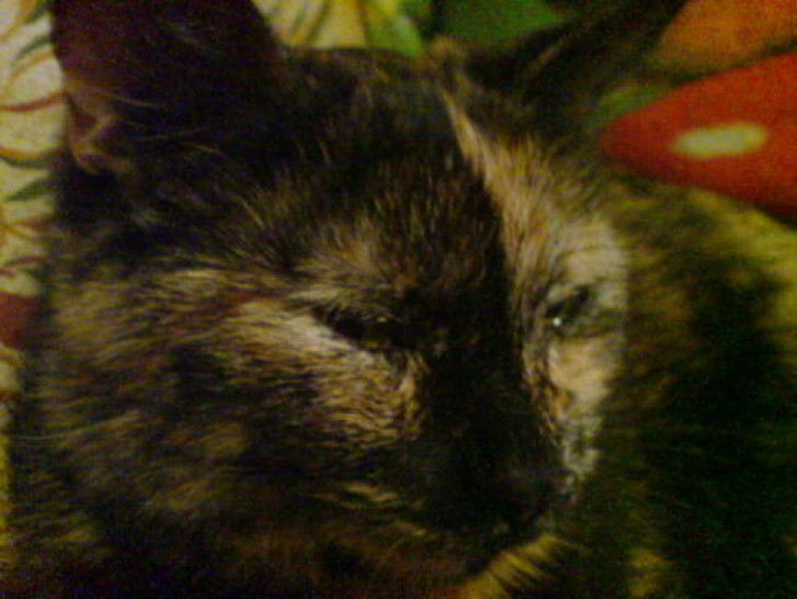 Picture of a cat / kitten / feline