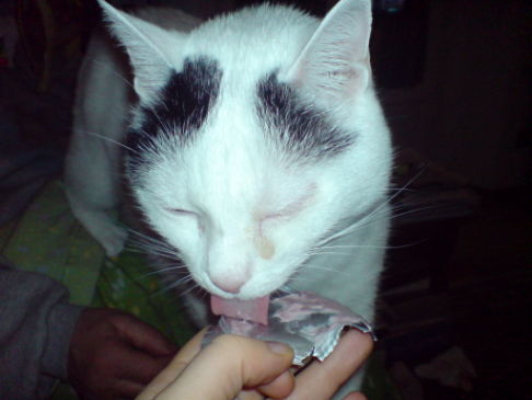 Picture of a cat / kitten / feline