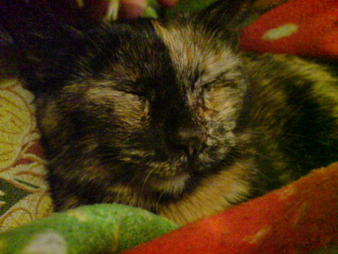 Picture of a cat / kitten / feline