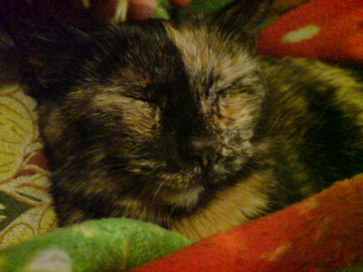 Picture of a cat / kitten / feline