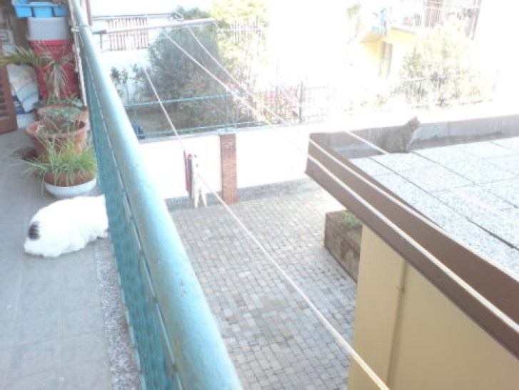 Picture of a cat / kitten / feline