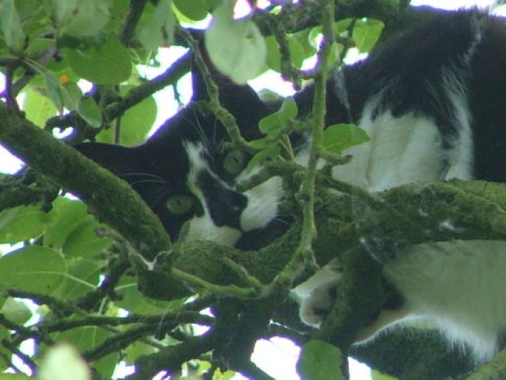 Picture of a cat / kitten / feline