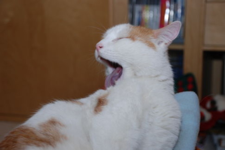 Picture of a cat / kitten / feline