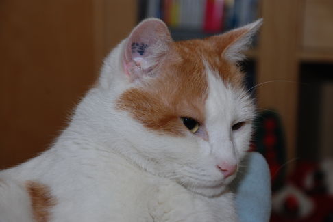 Picture of a cat / kitten / feline