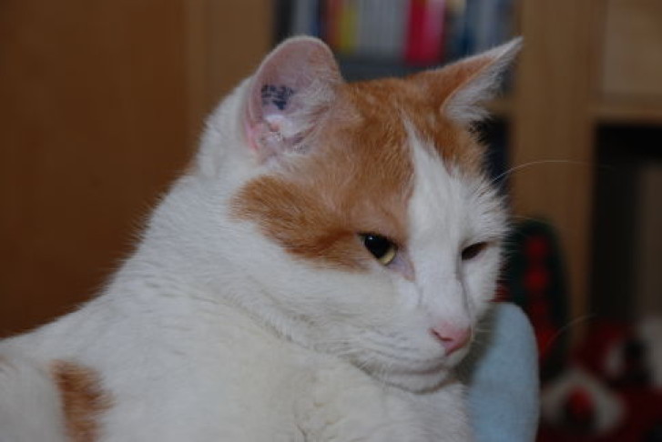 Picture of a cat / kitten / feline