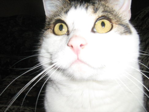 Picture of a cat / kitten / feline