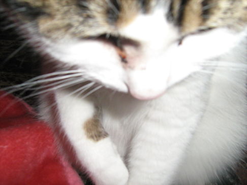 Picture of a cat / kitten / feline