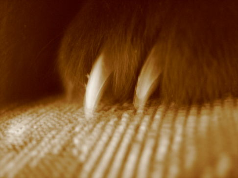 Picture of a cat / kitten / feline