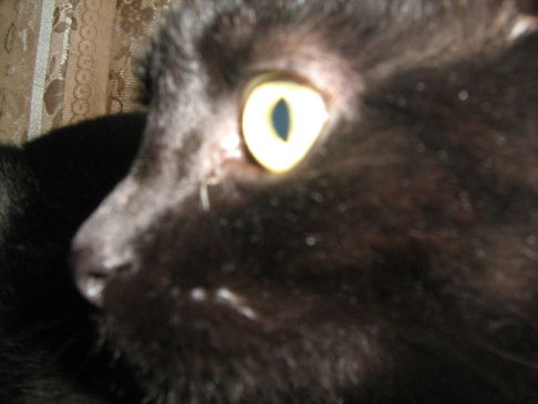 Picture of a cat / kitten / feline