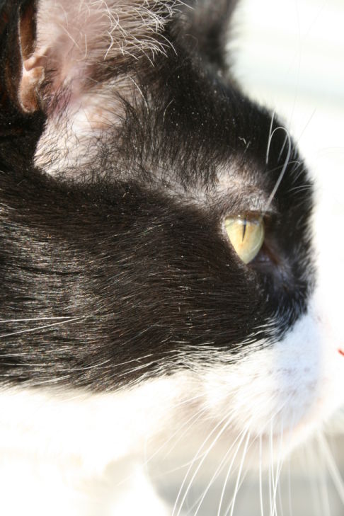 Picture of a cat / kitten / feline