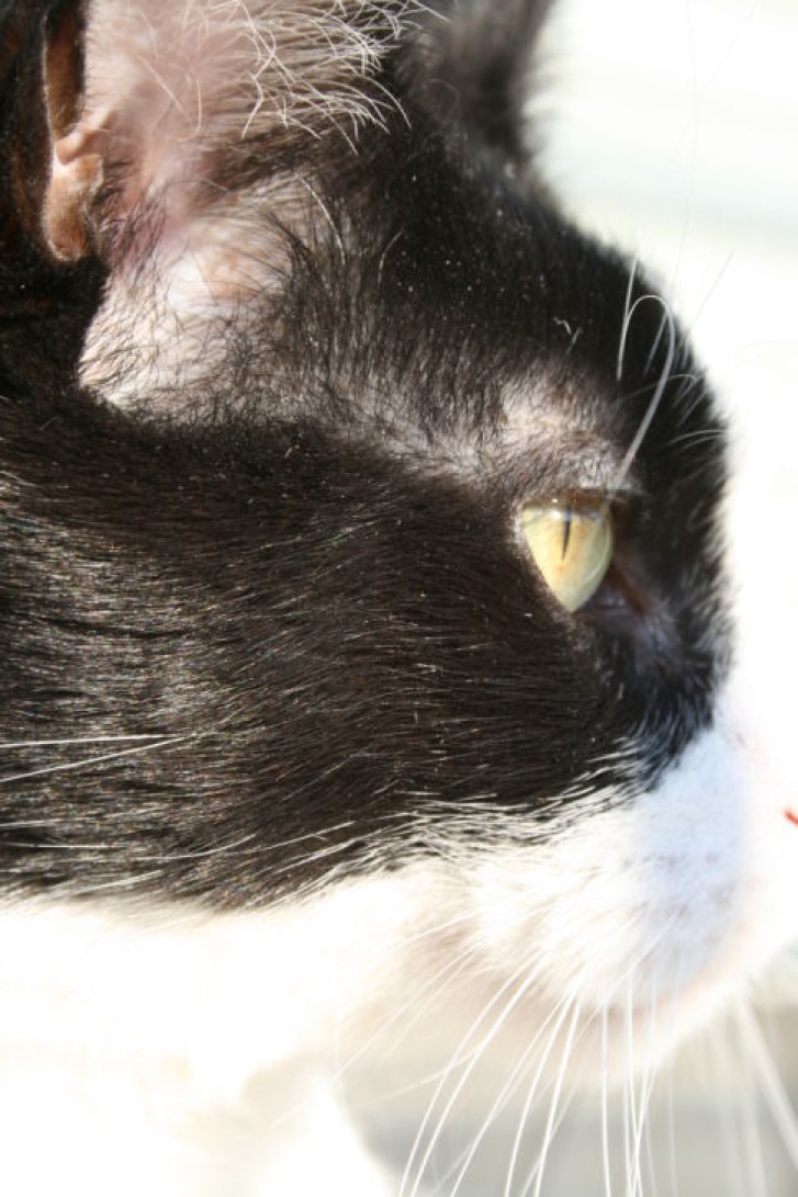 Picture of a cat / kitten / feline