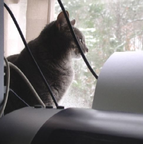 Picture of a cat / kitten / feline