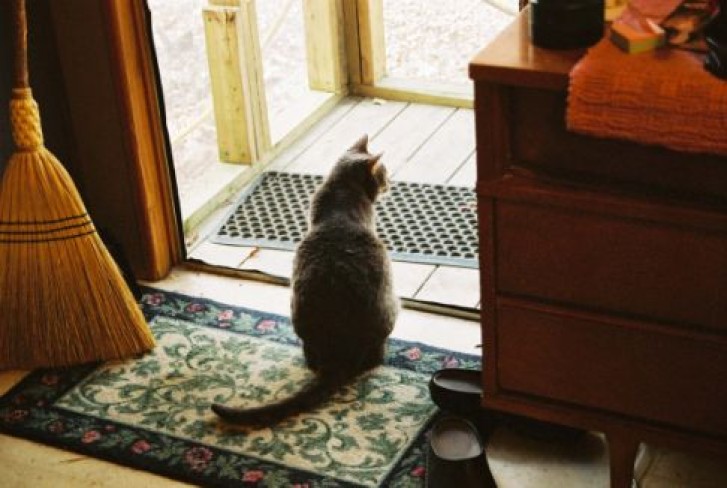 Picture of a cat / kitten / feline