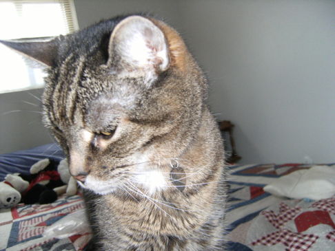 Picture of a cat / kitten / feline